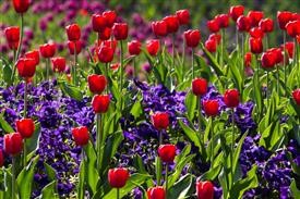 &quot;Flower Delivery Pompano Beach Florida